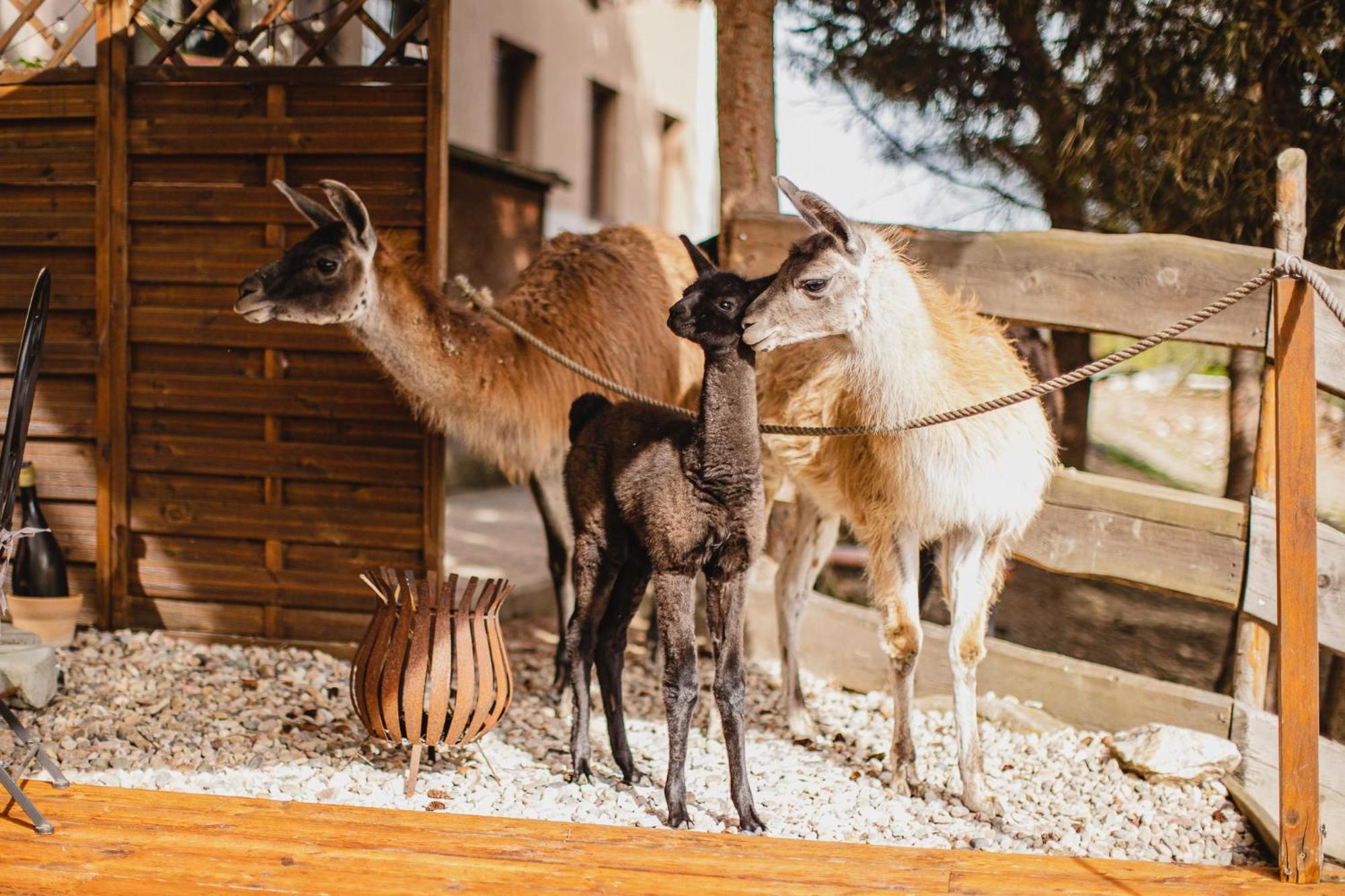 Hotel Rozkos Česká Skalice Dış mekan fotoğraf